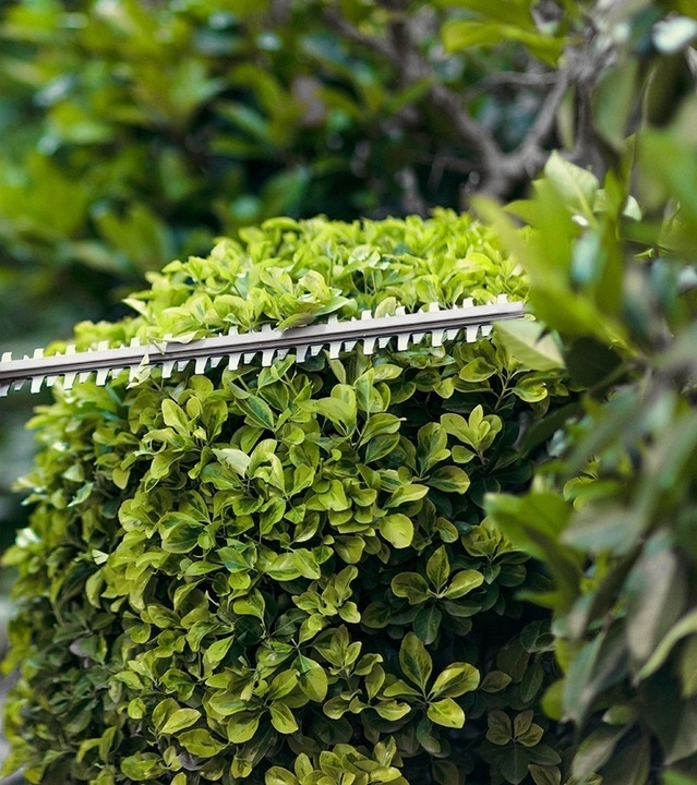 Nożyce do żywopłotu w trakcie pracy - ujęcie nr 4